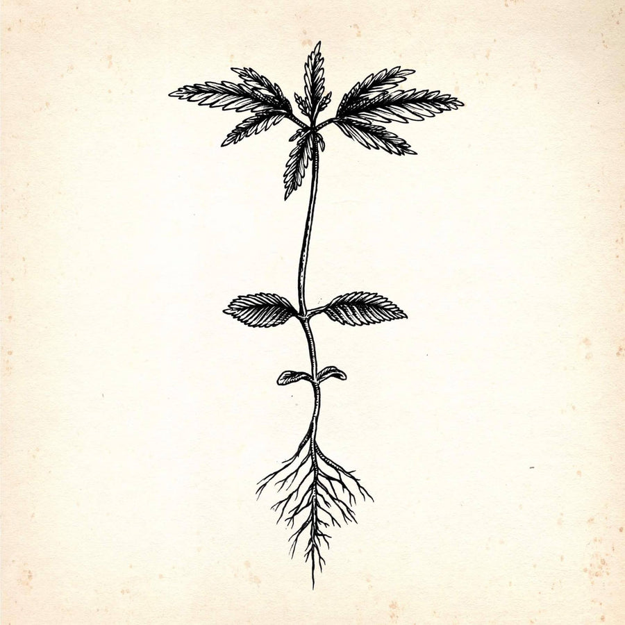 hemp plant with roots engraving style drawing